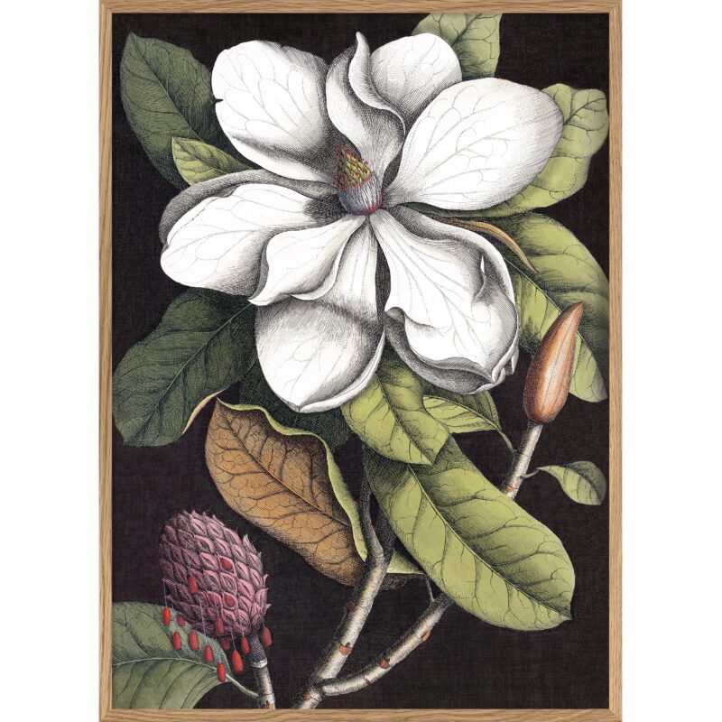 The Dybdahl Co. - Blooming White Magnolia