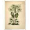 The Dybdahl Co. - Livistona Humilis - plakat