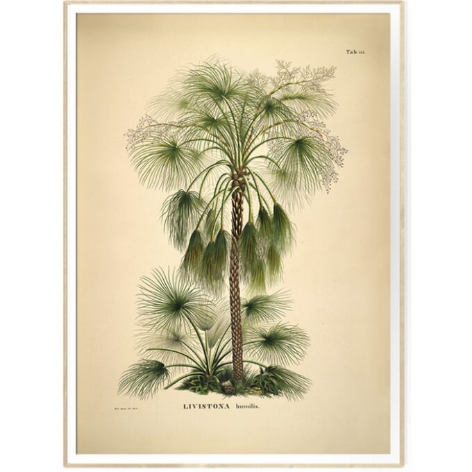 The Dybdahl Co. - Livistona Humilis - plakat