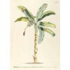 The Dybdahl Co. - Musa Plantae - plakat