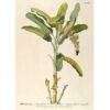 The Dybdahl Co. - Banana Palm Print - plakat