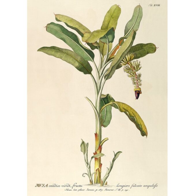 The Dybdahl Co. - Banana Palm Print - plakat