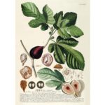 The Dybdahl Co. - Ficus Plantae Print