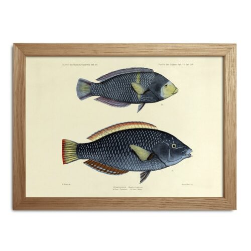 The Dybdahl Co. - Half Fishes Print Maduro.dk