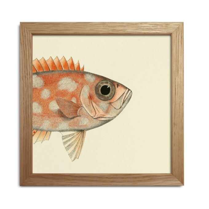 The Dybdahl Co. - Half Fishes Head Print