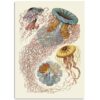The Dybdahl Co. - Discomedusae Nature Poster