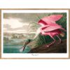 The Dybdahl Co. - Roseate Spoonbill