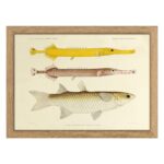 The Dybdahl Co. - Fishes Print - Just chilin´wit da gang