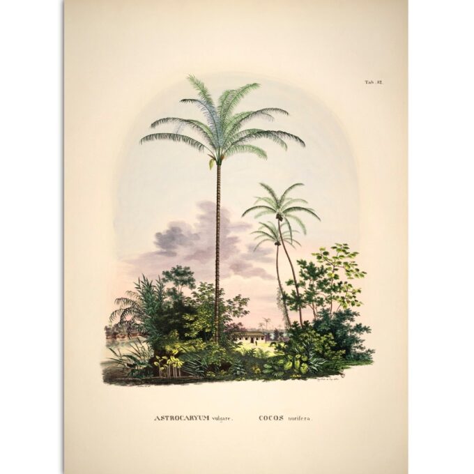 The Dybdahl Co. - ASTROCARYUM vulgare COCOS nueifare
