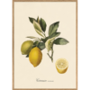 The Dybdahl Co. - Citronier - plakat