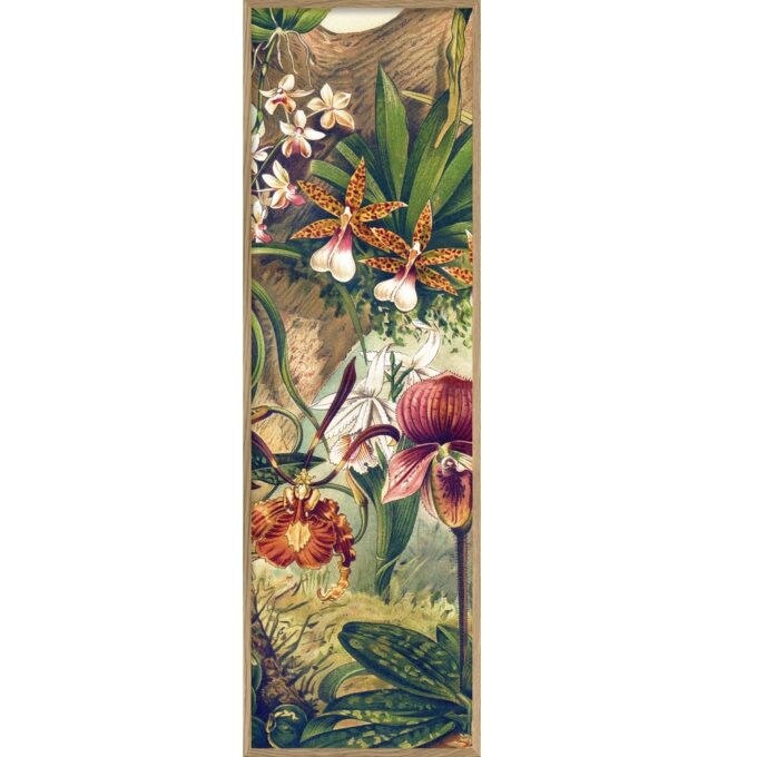 Orchids Slim