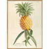 The Dybdahl Co. - Ananas - plakat