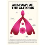 Anatomy of the Clitoris - Plakat