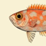 The Dybdahl Co. - Dotted Orange Fish Head - 61*61