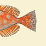 The Dybdahl Co. - Dotted Orange Fish Tail - 61*61