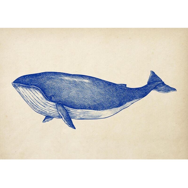 Antique Blue Whale