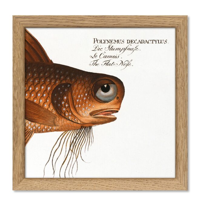 The Dybdahl Co. - The Flat-Nose - Mini Print
