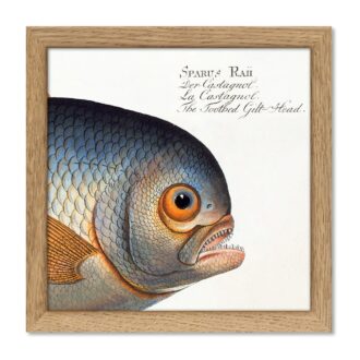 The Dybdahl Co. - The Toothed Gilt-Head - Mini Print