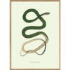 The Dybdahl Co - Leptophis Æstivus