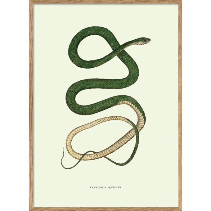 The Dybdahl Co - Leptophis Æstivus