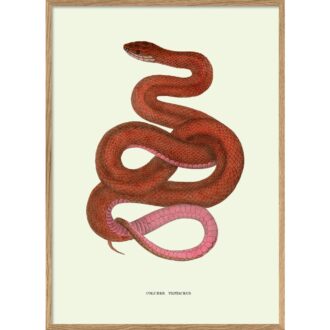 The Dybdahl Co - Coluber Testaceus