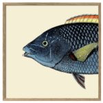The Dybdahl Co. - SPOTTED WRASSE HEAD