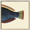 The Dybdahl Co. - SPOTTED WRASSE TAIL