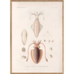 The Dybdahl Co. - Mollusques - plakat