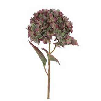 Evighedsblomst - Hortensia Grøn/Lilla 70 cm