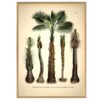The Dybdahl Co. - Attalea Funifera Coccos