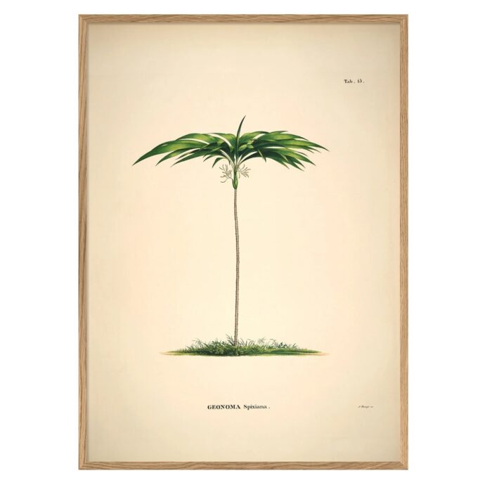 The Dybdahl Co. - Geonoma Spixiana