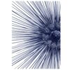 The Dybdahl Co. - Sea Urchin With Spines