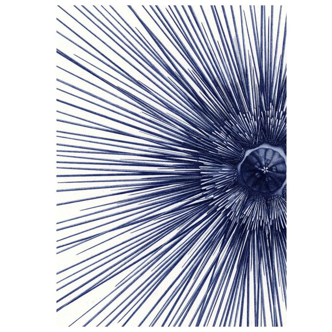 The Dybdahl Co. - Sea Urchin With Spines