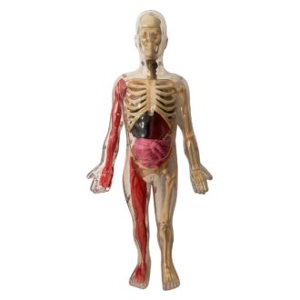 Udforsk Menneskekroppen